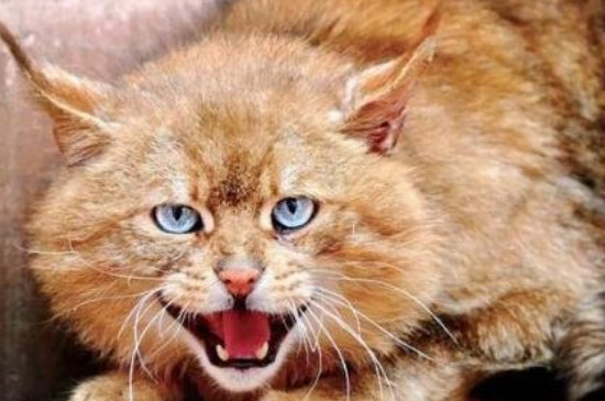 荒漠猫会自己挖洞吗