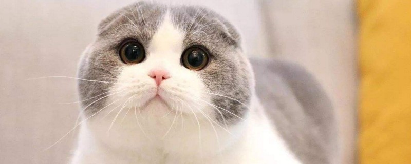 小猫舔你代表什么