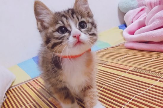 母猫几个月可以生小猫