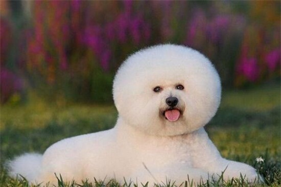 什么狗不掉毛没体味