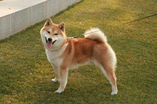 柴犬淘气吗