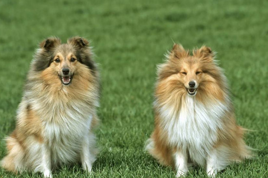 苏格兰牧羊犬吃什么