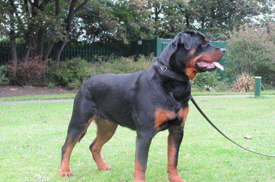 罗威纳犬攻击性强吗