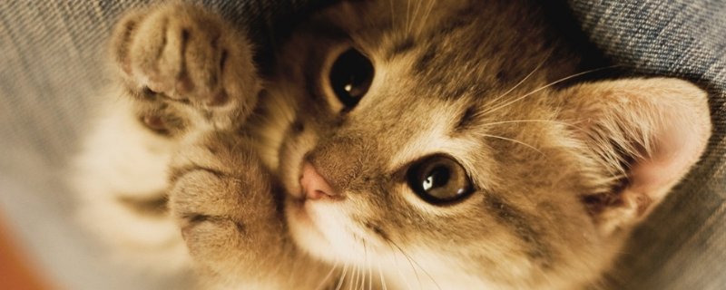 猫哭是因为伤心吗