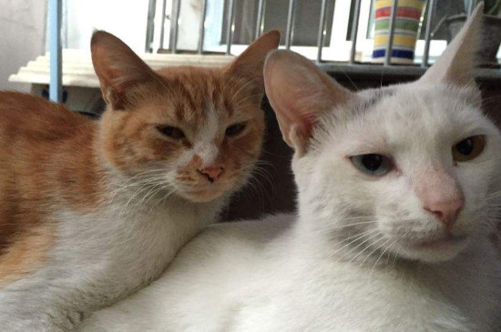 猫过年怕放炮你怎么处理的