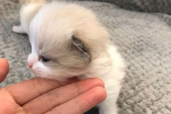 猫能吃火腿肠吗