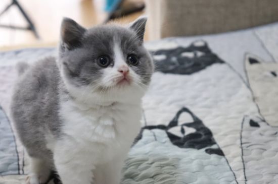 新来的猫一直呼噜呼噜