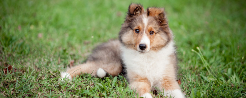 苏牧犬能活多久