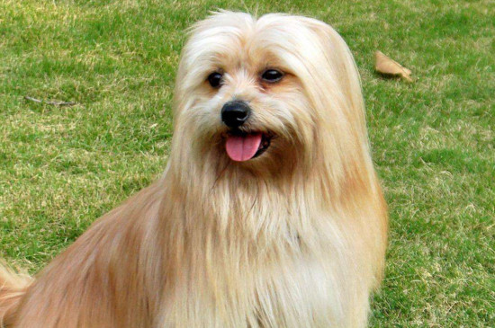 哪种小型犬好养又便宜