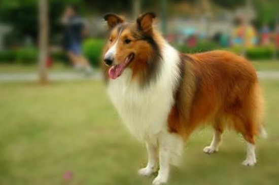 喜乐蒂牧羊犬的优点和缺点