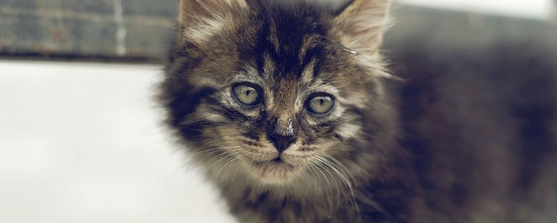 猫耳螨传染人吗