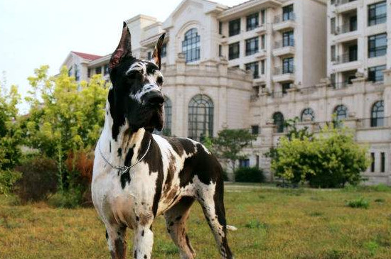 大丹犬打架厉害吗