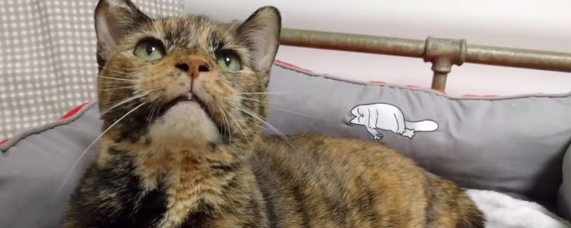 猫发情了老叫怎么办