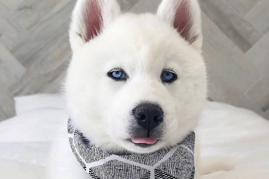 白色哈士奇多少钱一只，纯白二哈幼犬什么价格