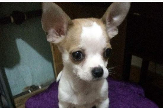 什么狗长不大