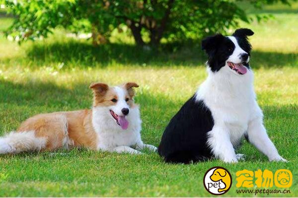 十大忠诚的狗排名，第一的中华田园犬PK掉日本秋田犬