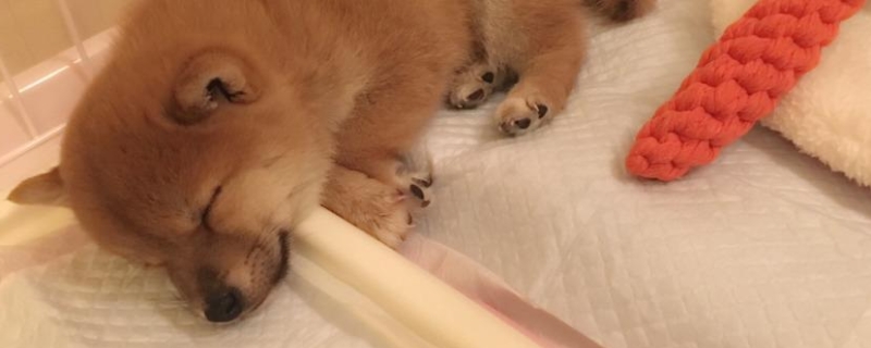 小狗睡觉一抽一抽的怎么回事