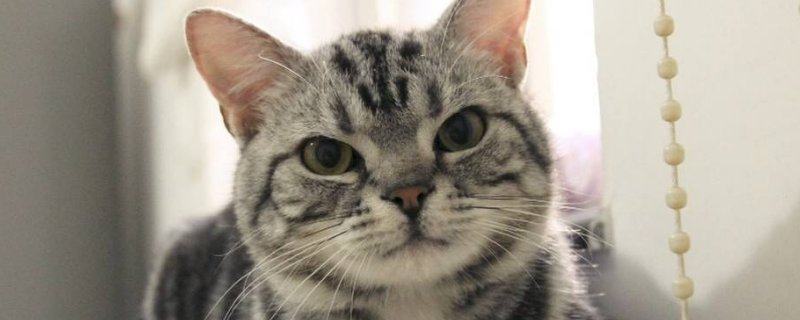 猫为什么会得猫瘟