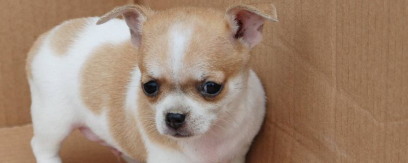 大眼睛狗狗品种