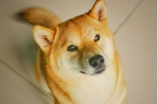 柴犬怕冷吗