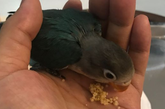 牡丹鹦鹉吃什么食物