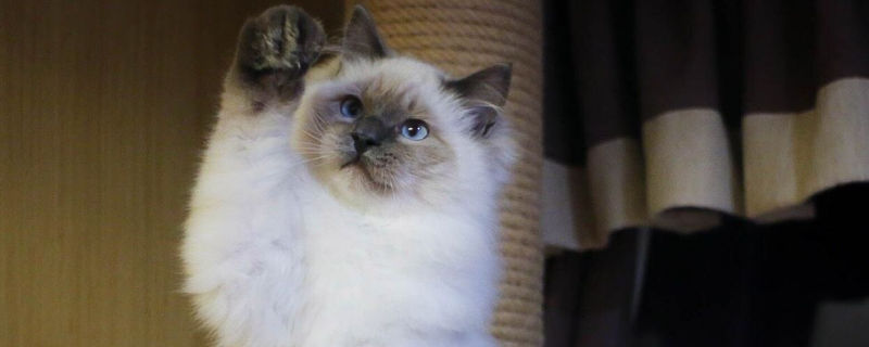 养了布偶猫后悔的原因