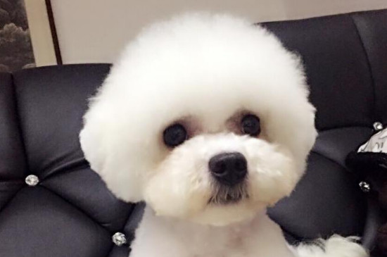 比熊狗狗生气的表现