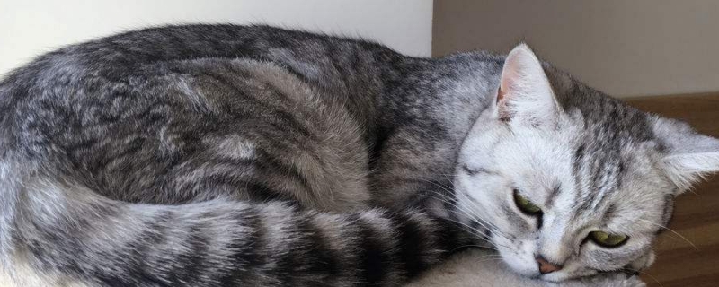 生小猫脐带怎么处理