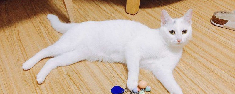 猫咪会得细小吗