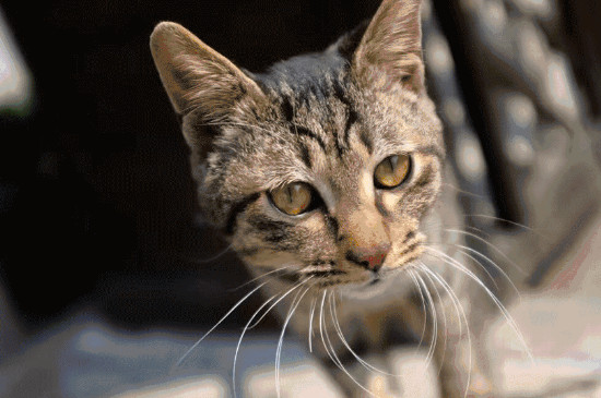 猫粘人是什么征兆