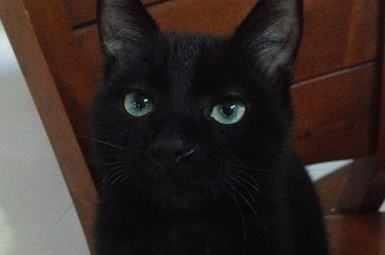 养猫会带来什么运气，家里养猫对财运会很好