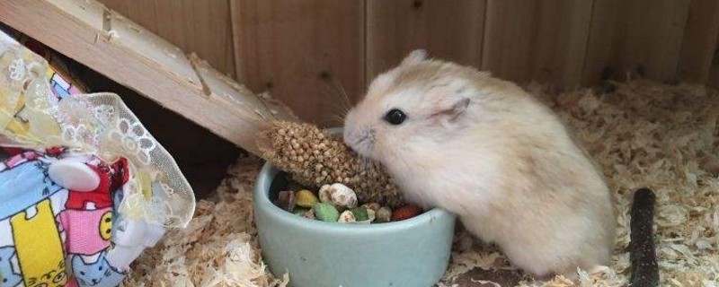 布丁仓鼠怎么养