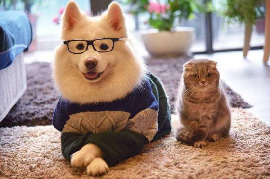 猫狗一起养的危害