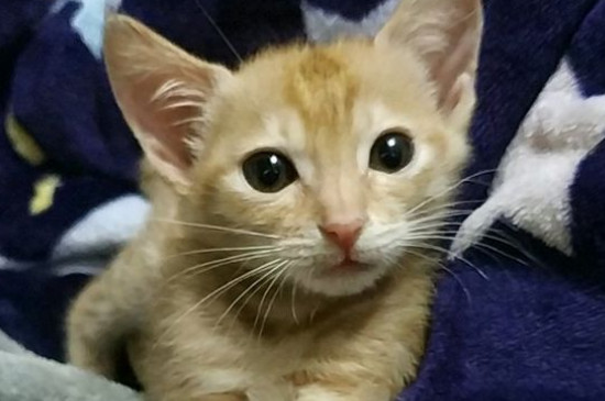猫为什么叫狸奴