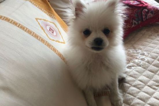 狗打嗝肚子还一抽一抽
