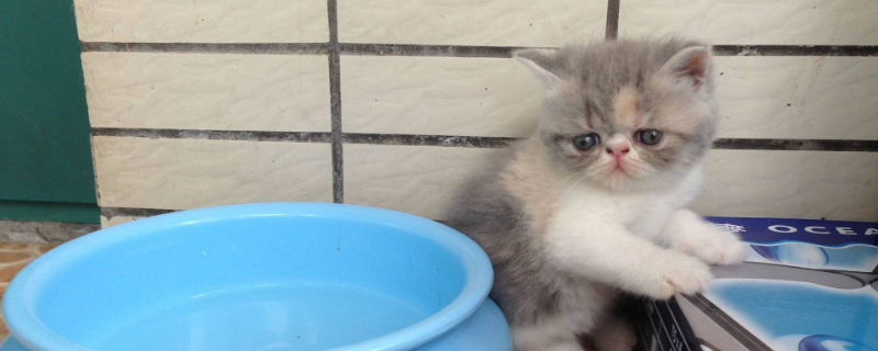 加菲猫性格优点缺点