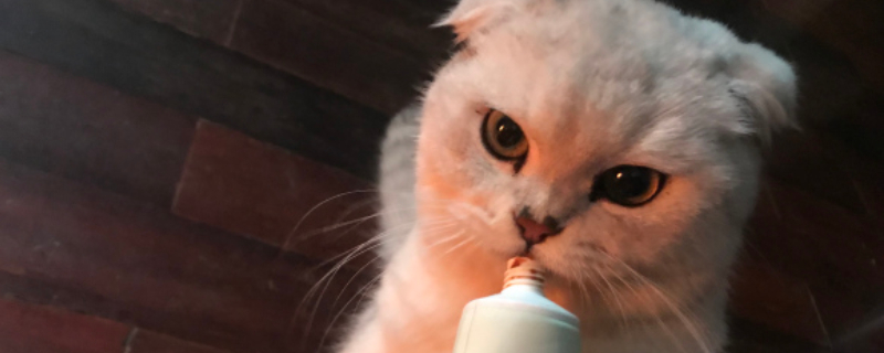 母猫不让配有啥办法吗