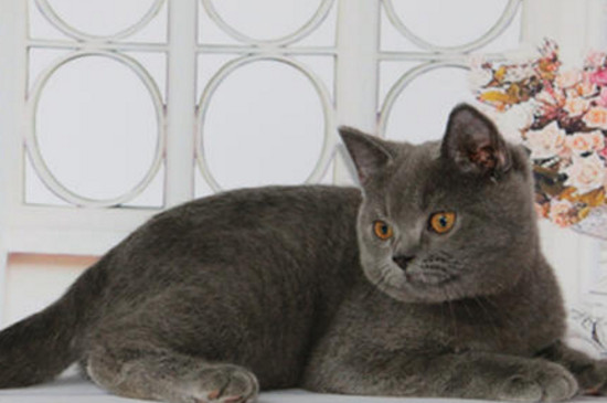 英国短毛猫为什么还叫蓝猫