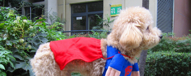 泰迪怀孕多久生