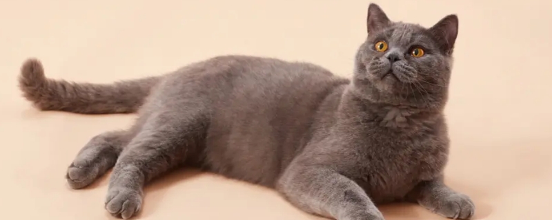 猫眼睛流脓一样的眼屎是怎么回事