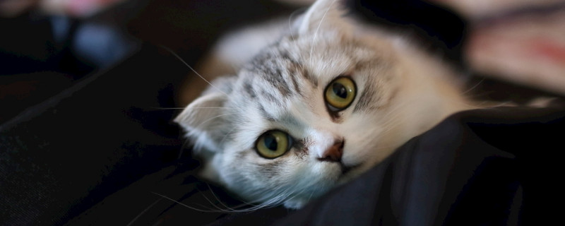 美短猫怀孕多少天生产