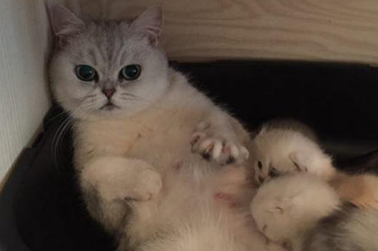 猫胎盘没出来怎么办