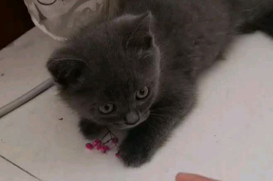 猫咪尿血是怎么回事