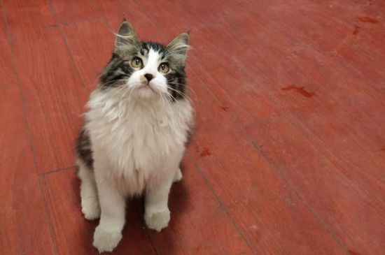 宠物猫会抓老鼠吗