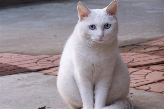 猫咪想上厕所的前兆