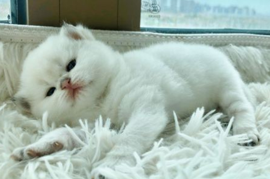 猫发腮的黄金期