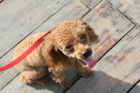 贵宾犬怎么养