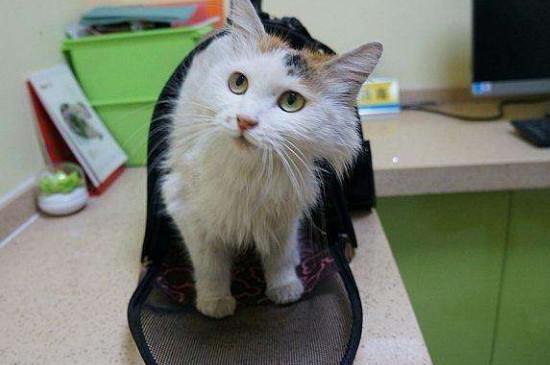 猫鼻支后遗症会传染吗