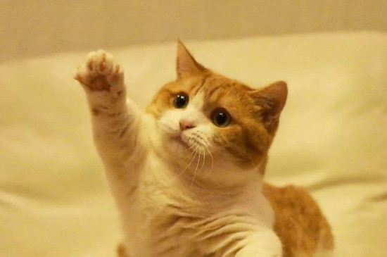 5岁的猫算老么