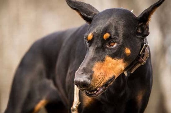 杜宾犬价格多少一只，3种级别杜宾的价格详情